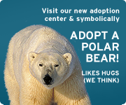 Symbolically adopt a polar bear